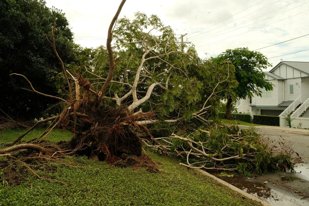 A large tree uprooted by a storm lying across a residential front lawn and kerb beside a white house